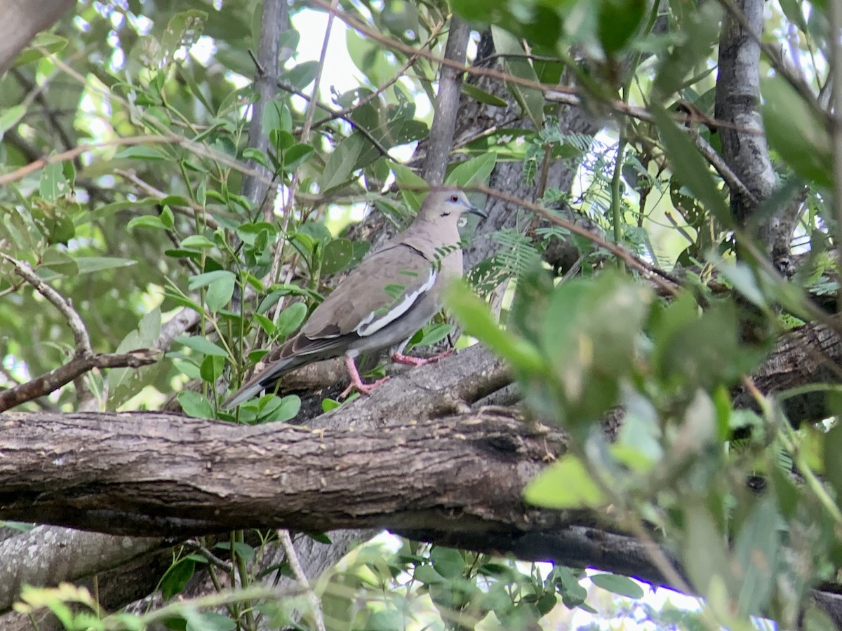 White-winged Dove - ML621645859