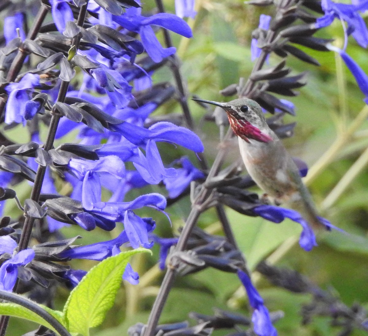 Calliope Hummingbird - ML621645861