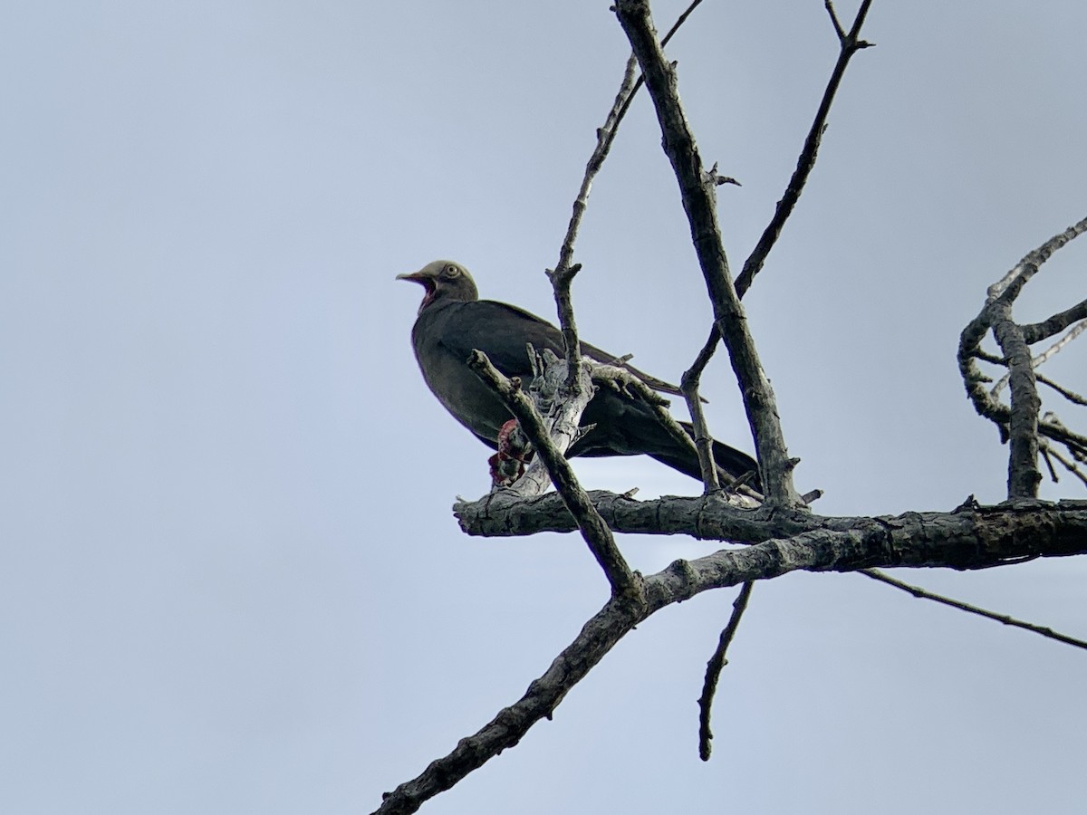 White-crowned Pigeon - ML621645868