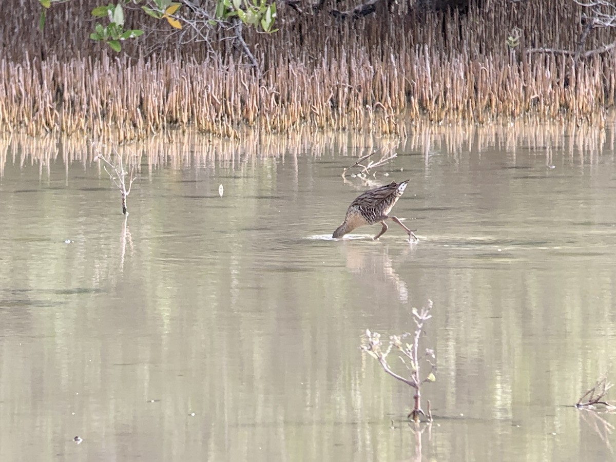 Clapper Rail (Caribbean) - Casper (Philip) Leygraaf