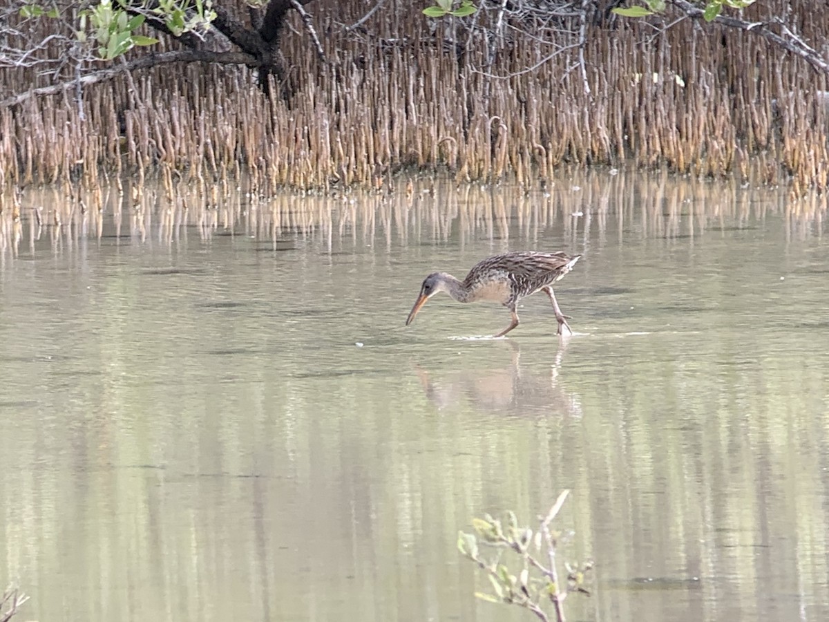 Clapper Rail (Caribbean) - ML621645874