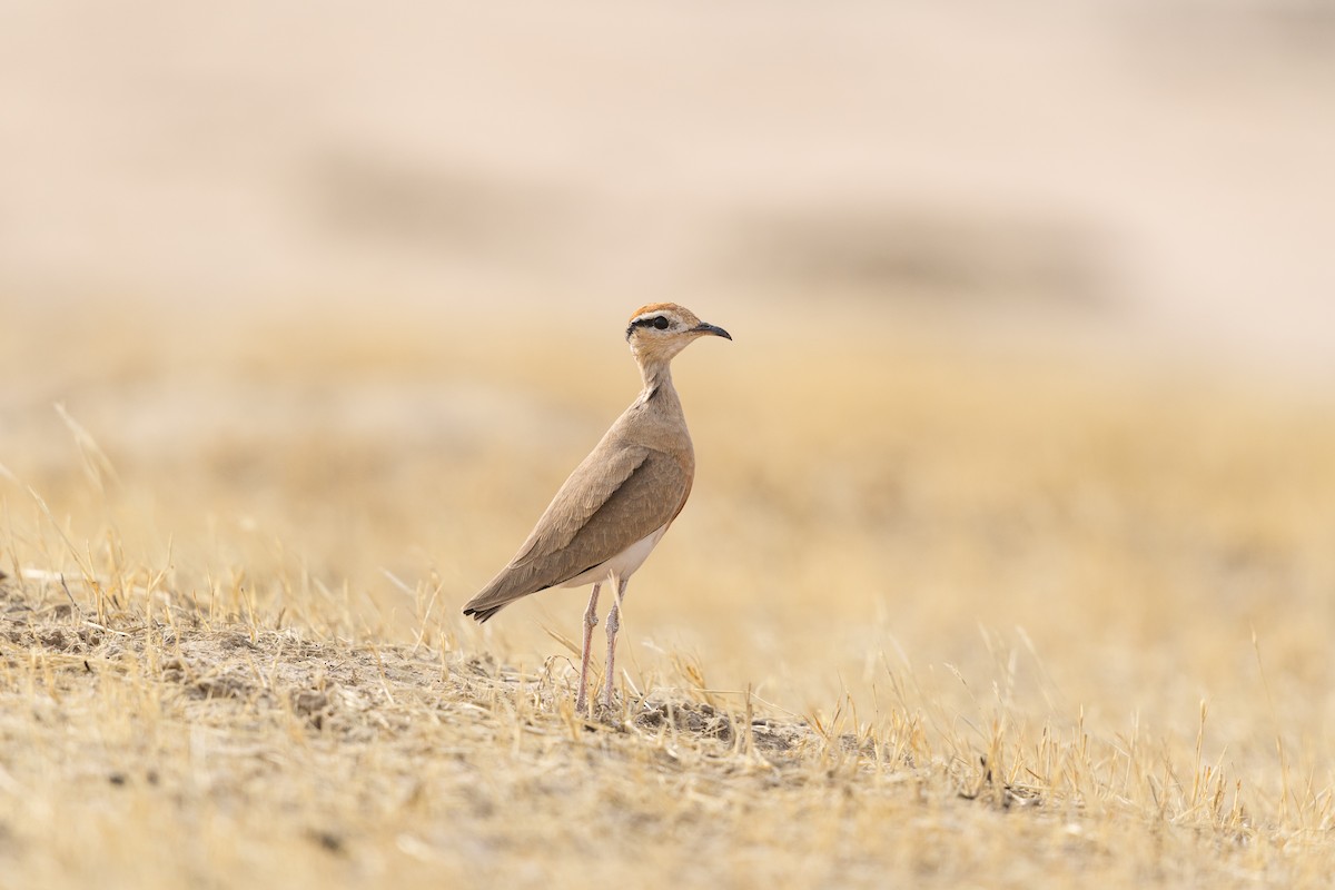 Temminck's Courser - ML621645875