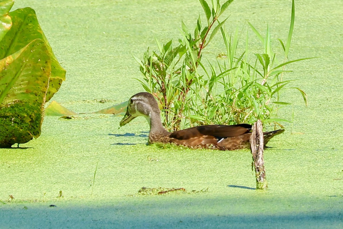 Wood Duck - ML621645911