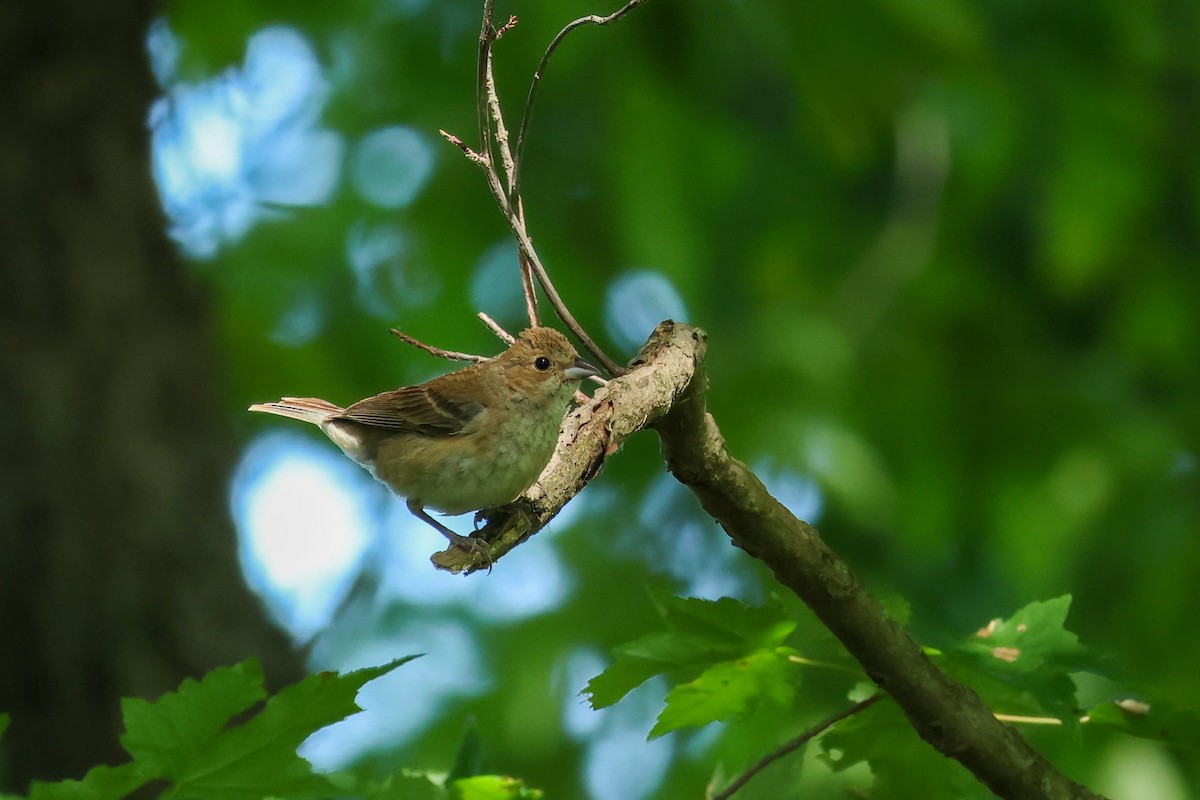 Indigo Bunting - ML621645949