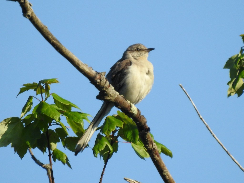 Northern Mockingbird - ML621645969