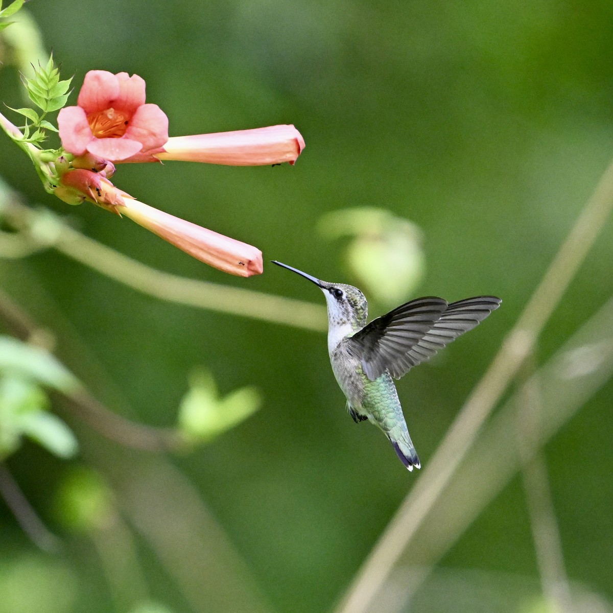 Ruby-throated Hummingbird - ML621645989