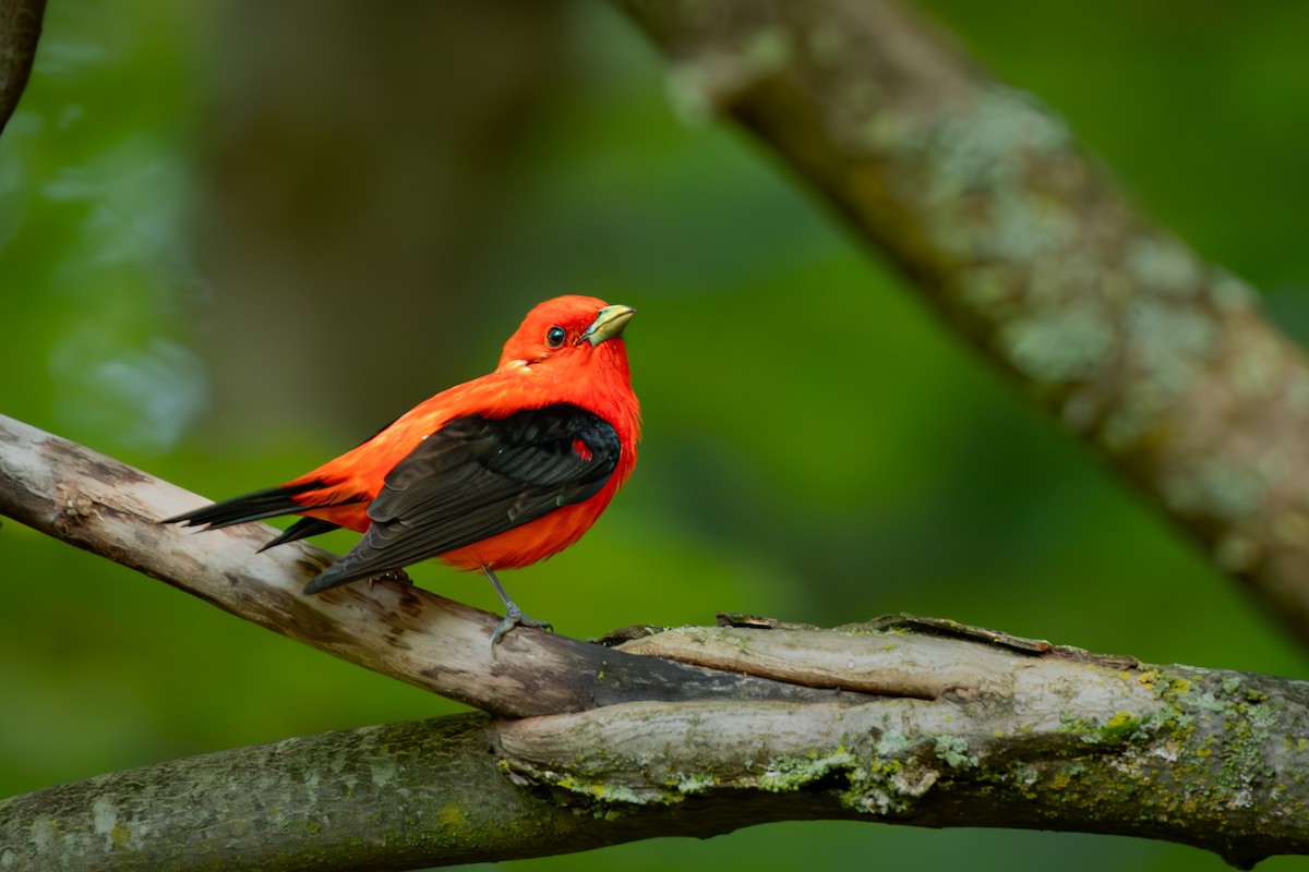 Scarlet Tanager - ML621646009