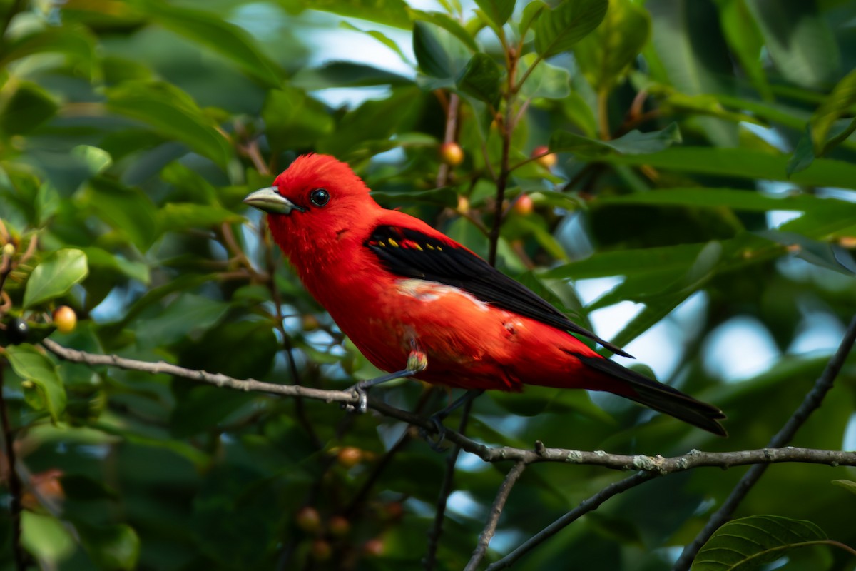 Scarlet Tanager - ML621646010