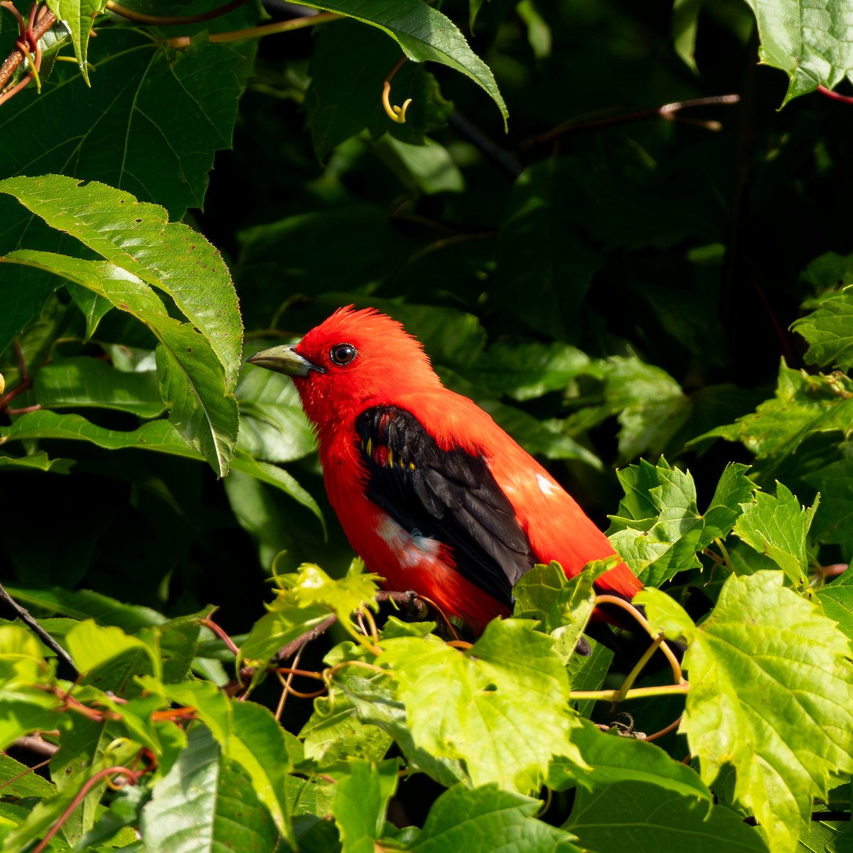 Scarlet Tanager - ML621646011