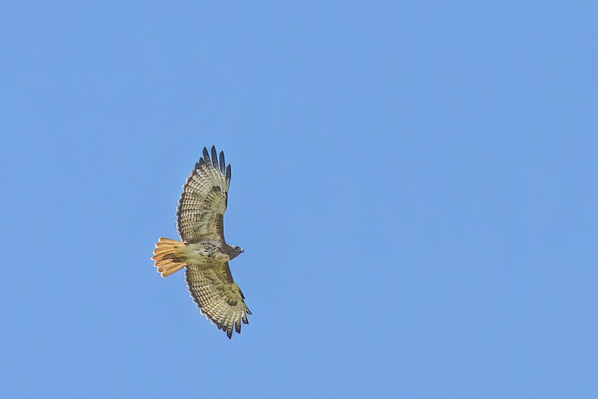 Red-tailed Hawk - ML621646087