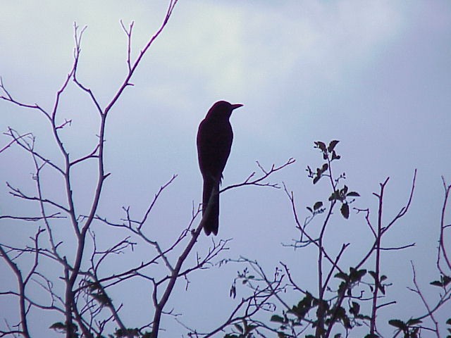 Great-tailed Grackle - ML621646111