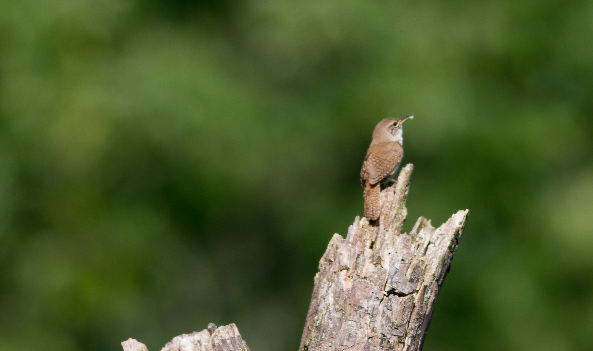 House Wren - ML62164621