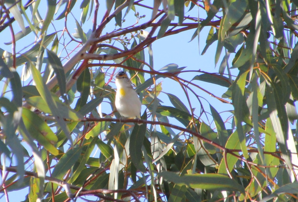 Red-browed Pardalote - ML621646221