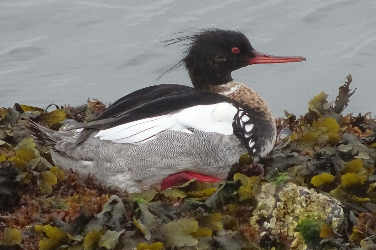 Red-breasted Merganser - Peter Roberts