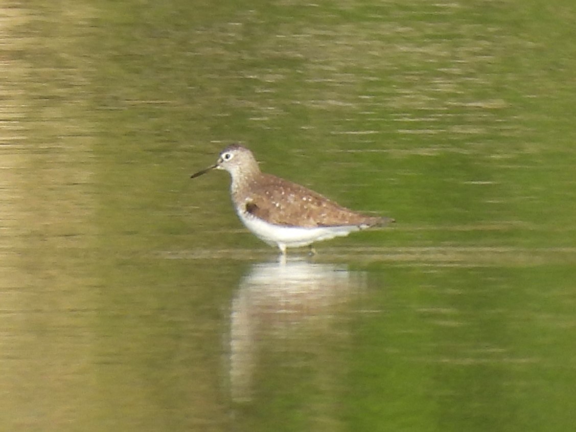 Solitary Sandpiper - ML621646274