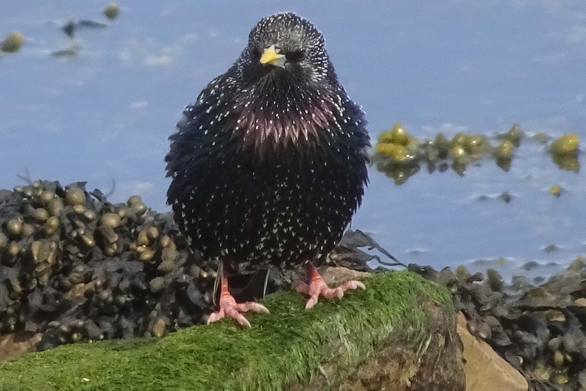 European Starling - ML621646354