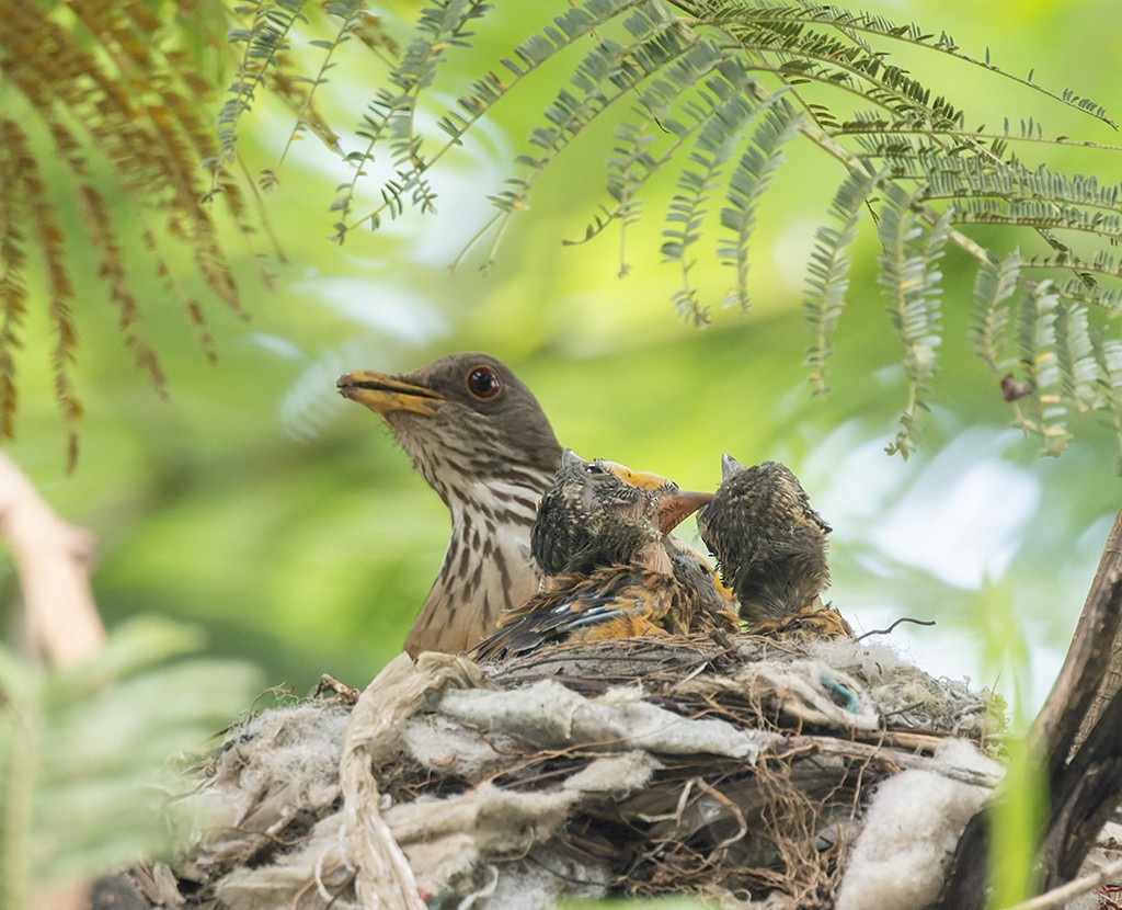 Rufous-backed Robin (Rufous-backed) - ML621646423