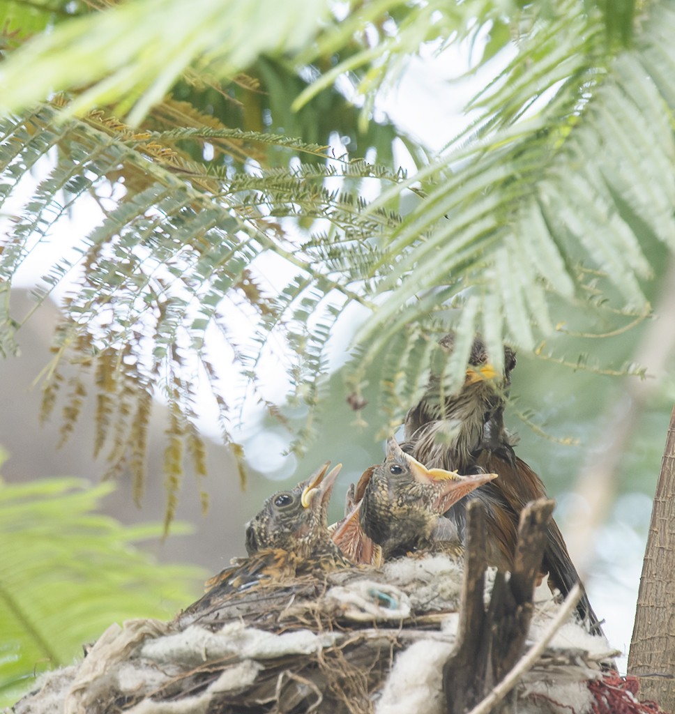 Rufous-backed Robin (Rufous-backed) - ML621646424