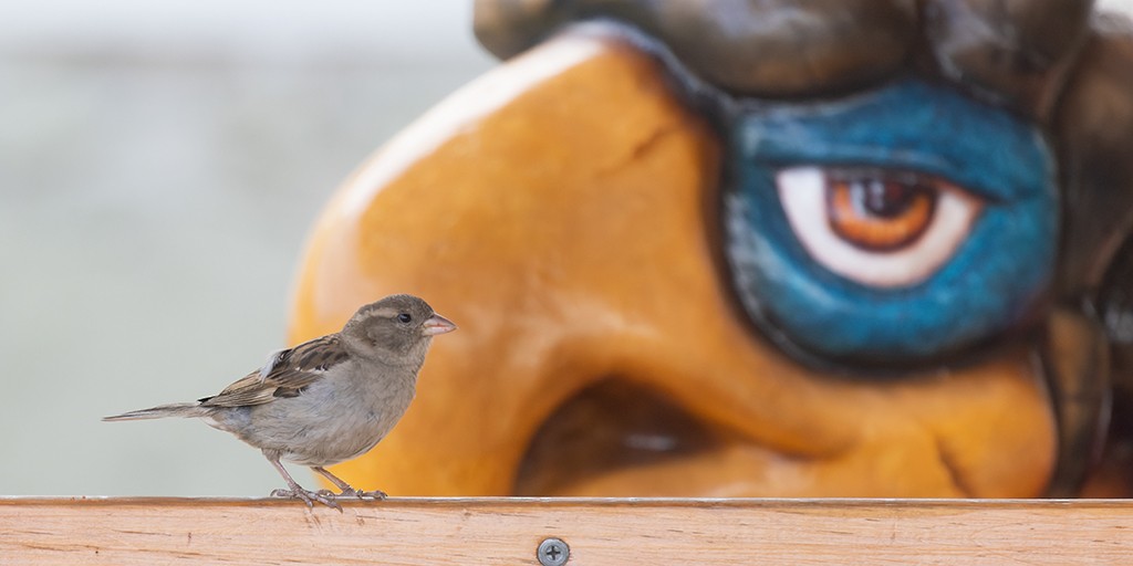 House Sparrow - manuel grosselet