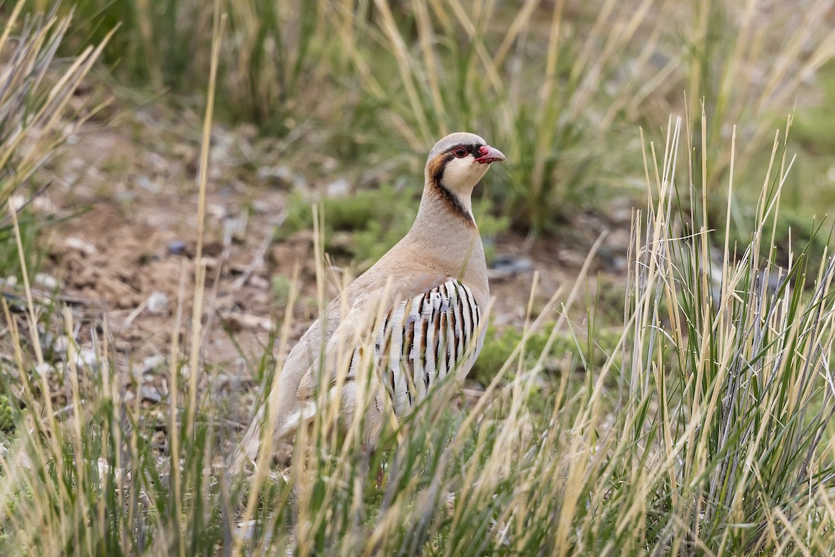 Przevalski's Partridge - ML621646473