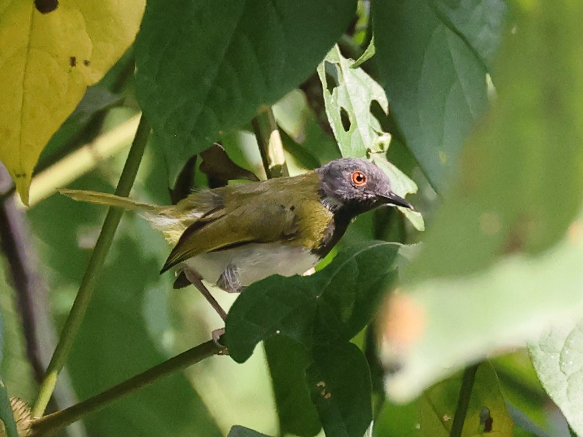 Masked Apalis - Myles McNally