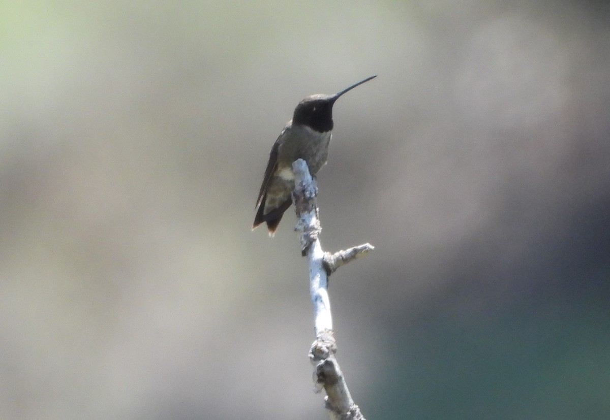 Black-chinned Hummingbird - ML621646499