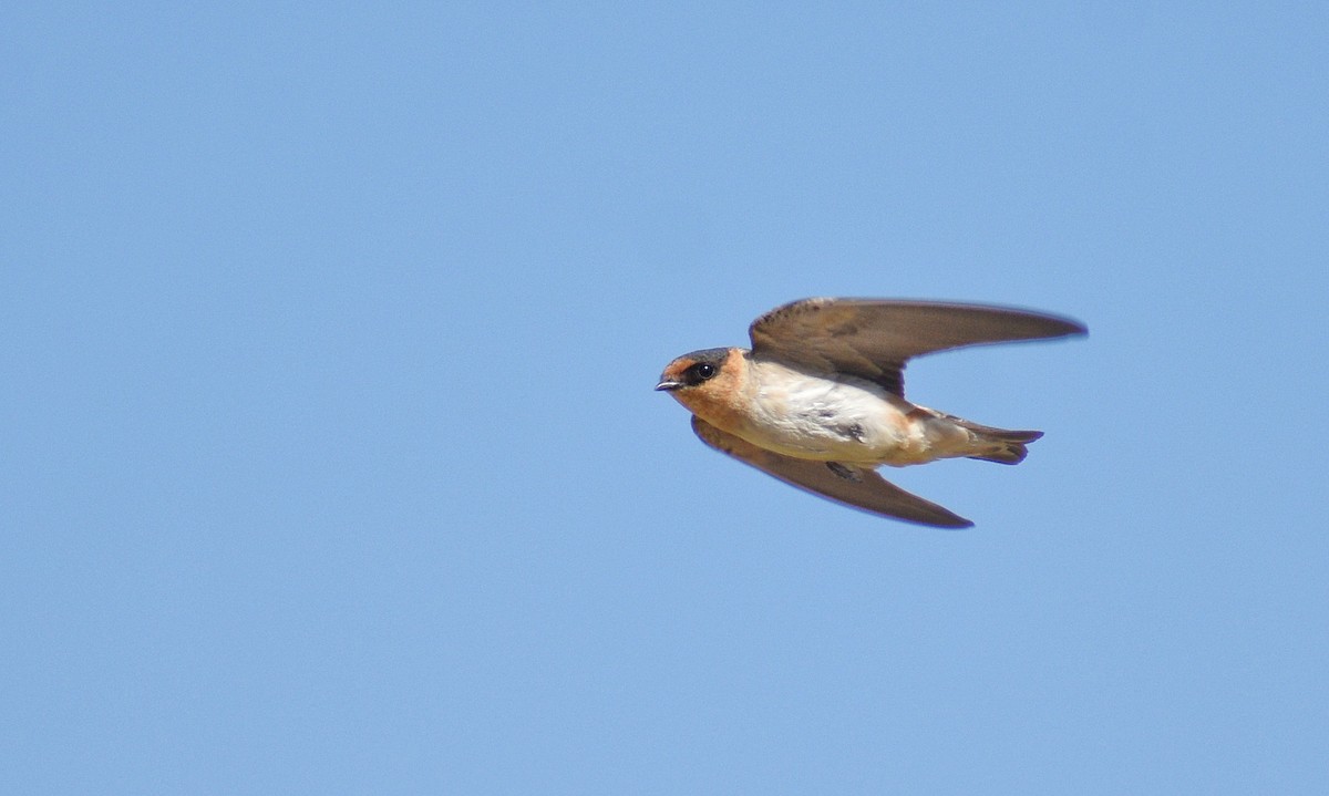 Cave Swallow - ML621646515