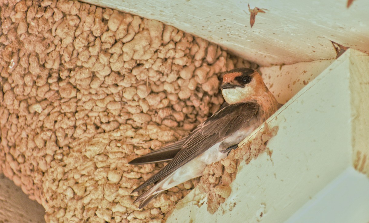 Cave Swallow - ML621646516