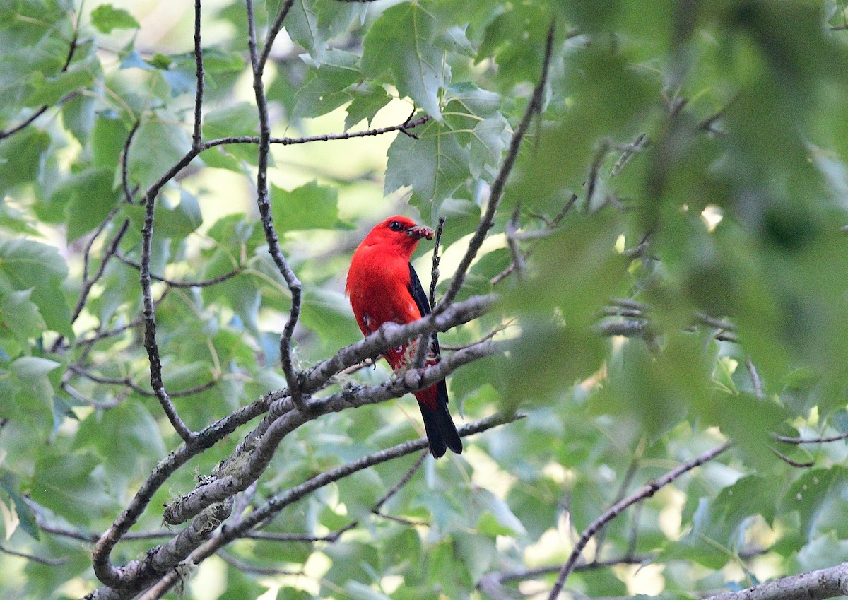 Scarlet Tanager - ML621646530