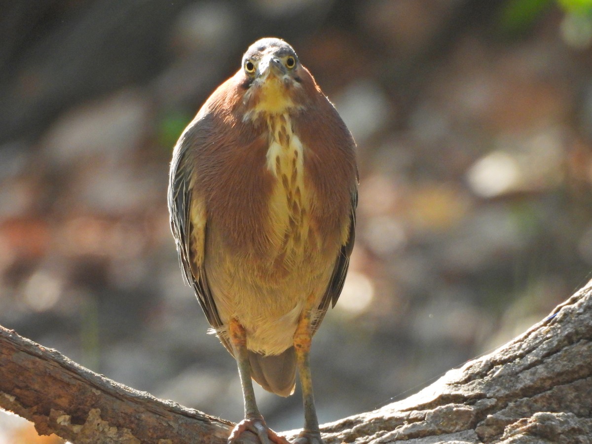 Green Heron - ML621646580