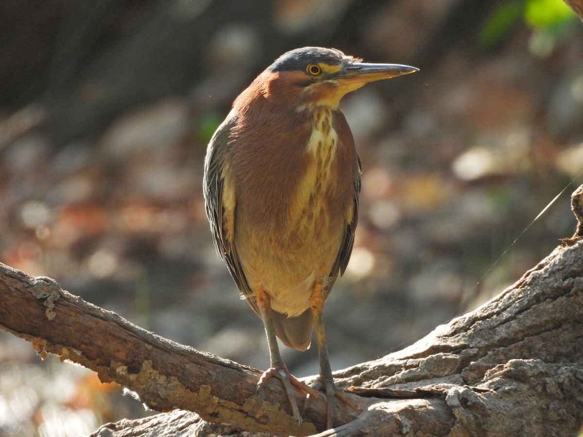 Green Heron - ML621646588