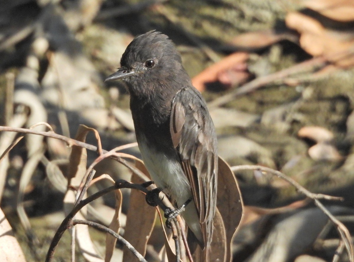 Black Phoebe - ML621646599