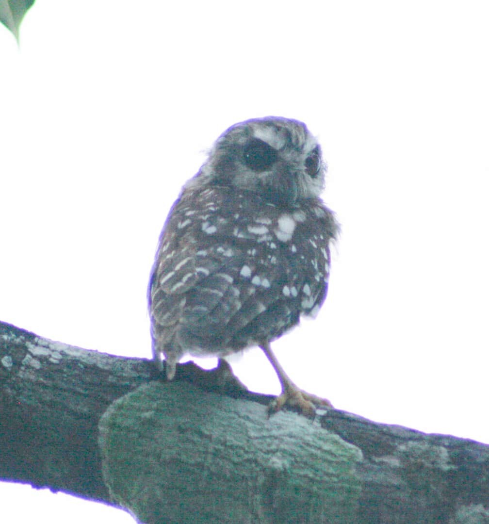 Bare-legged Owl - ML621646617