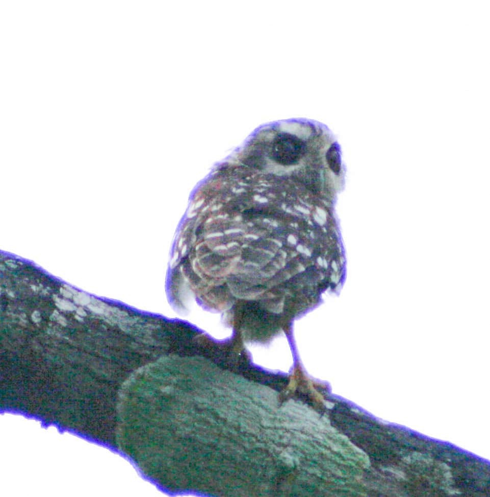 Bare-legged Owl - ML621646618