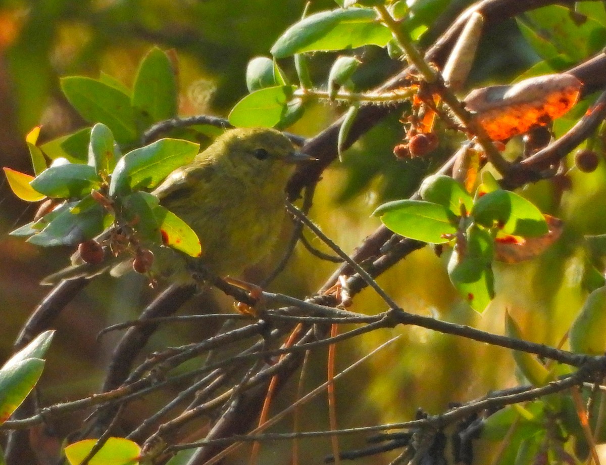 Orange-crowned Warbler - ML621646625