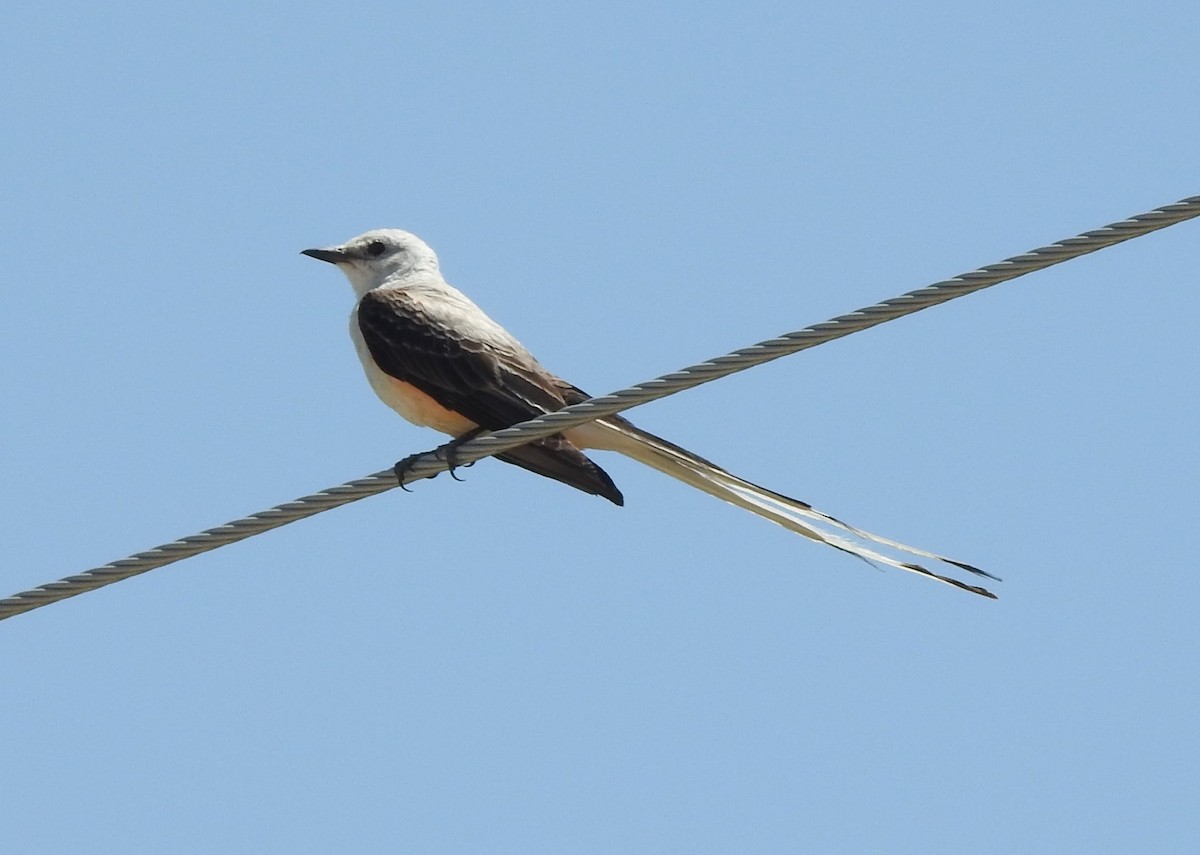 Scissor-tailed Flycatcher - ML621646646