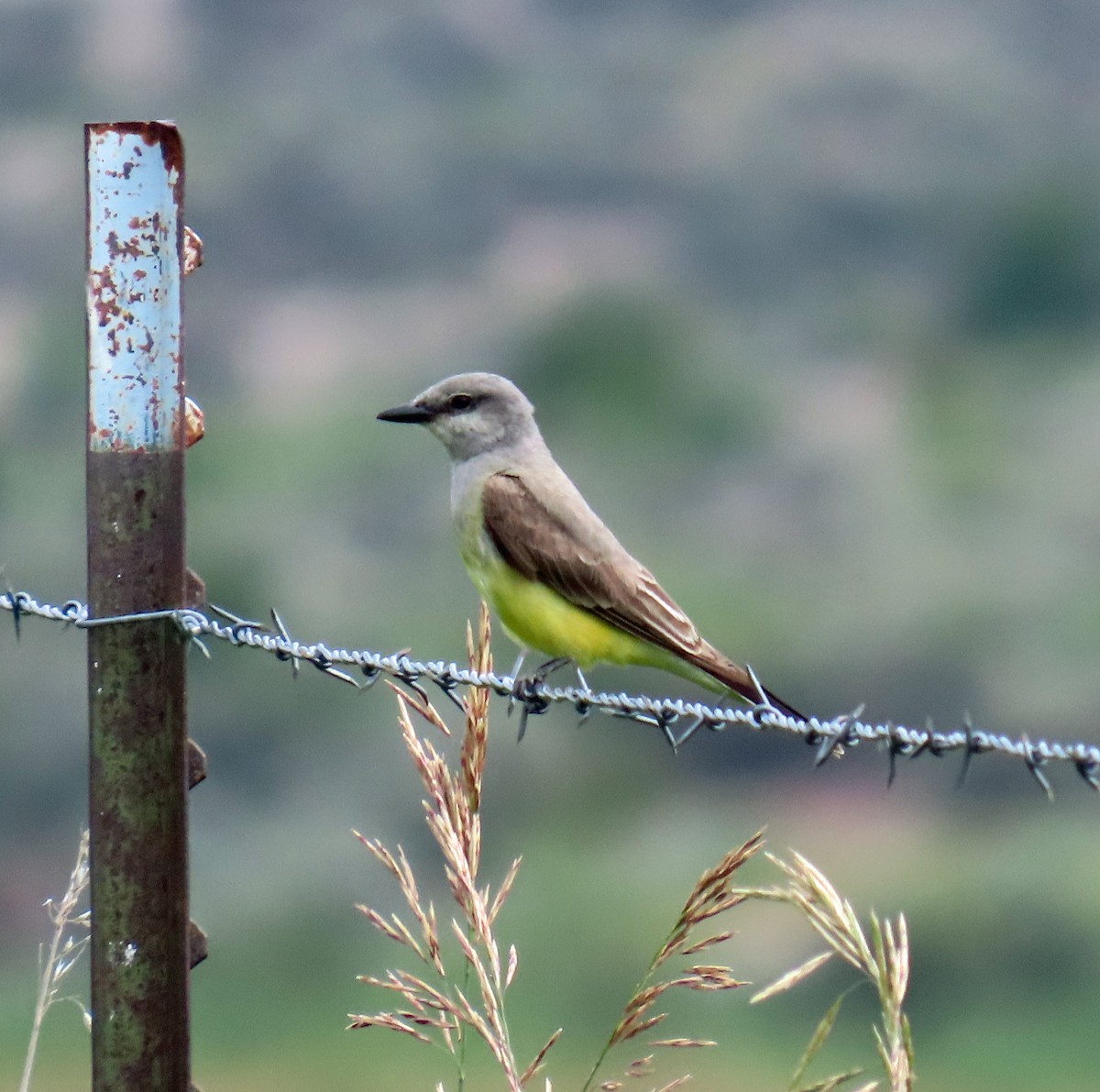 Western Kingbird - ML621646653