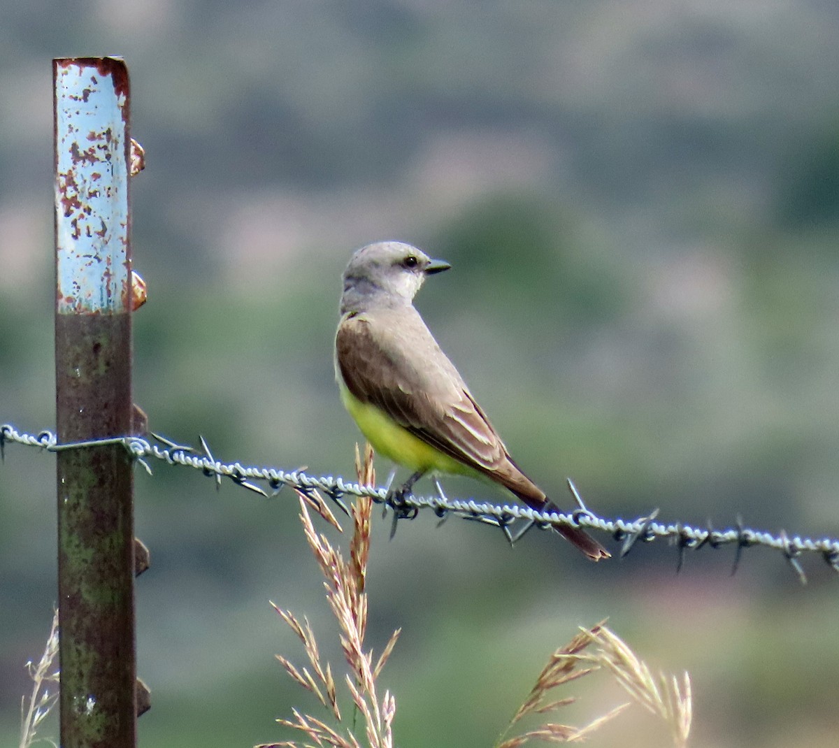 Western Kingbird - ML621646654