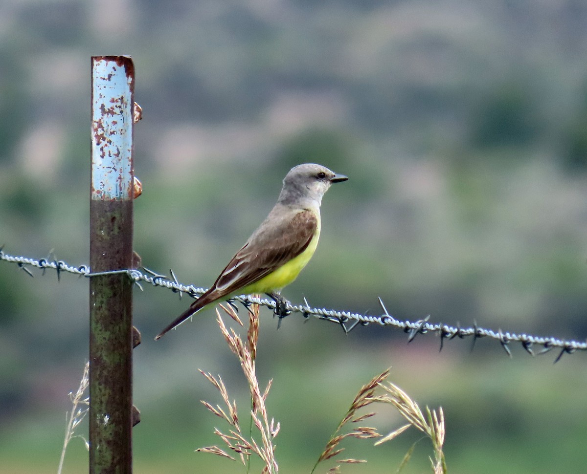 Western Kingbird - ML621646655