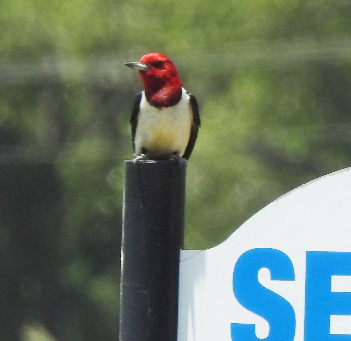 Red-headed Woodpecker - ML621646657