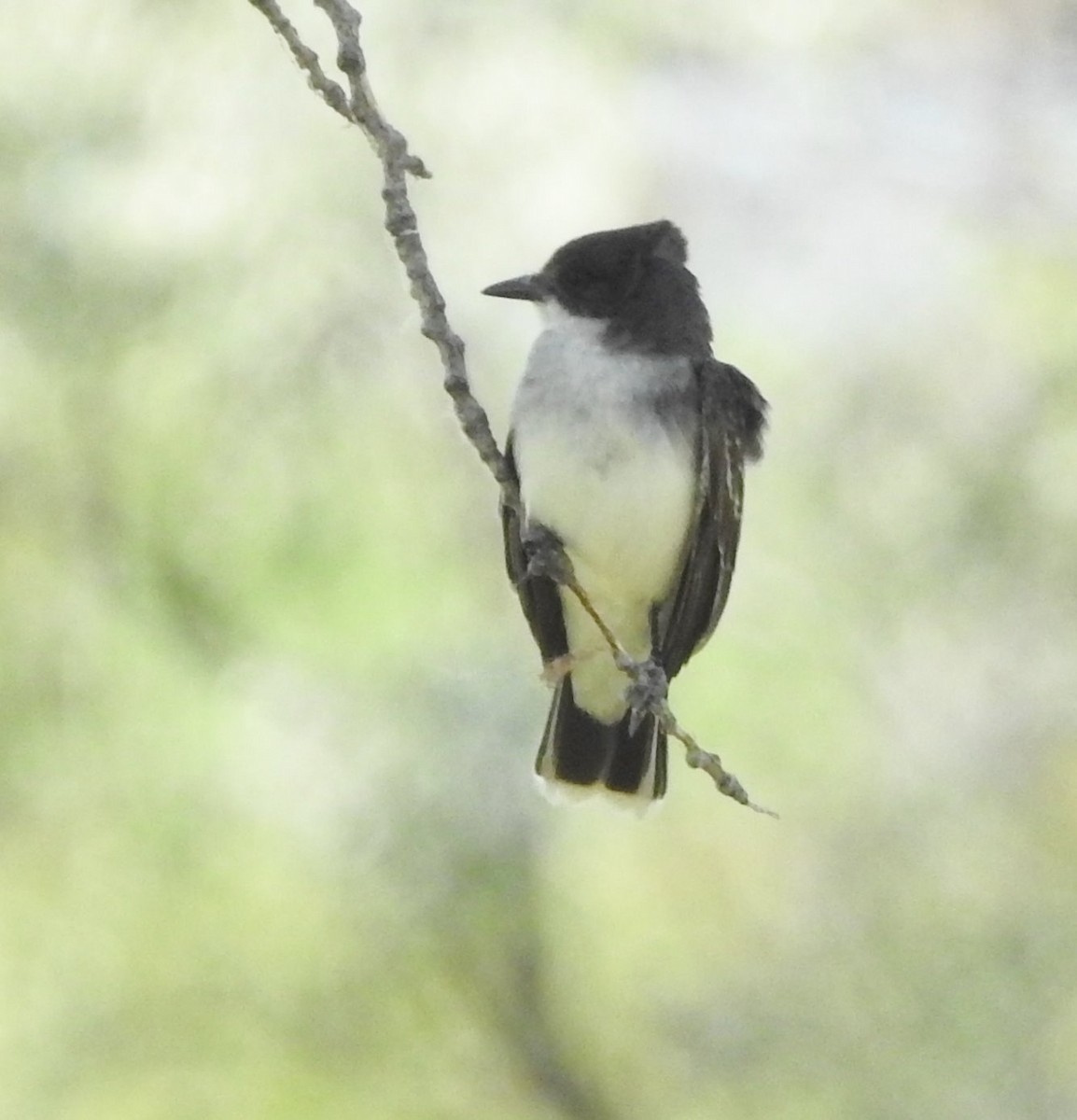 Eastern Kingbird - ML621646674