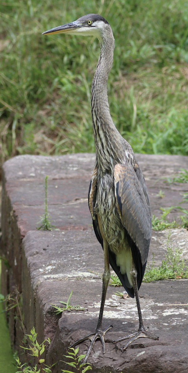 Great Blue Heron - ML621646725