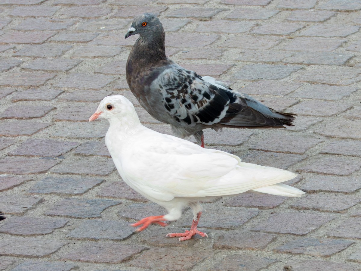 Rock Pigeon (Feral Pigeon) - ML621646764