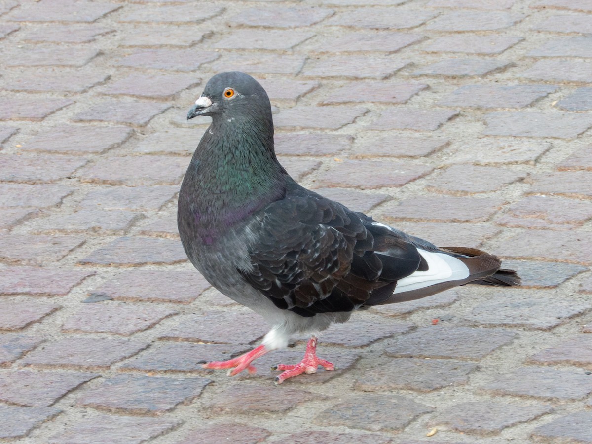 Rock Pigeon (Feral Pigeon) - ML621646767