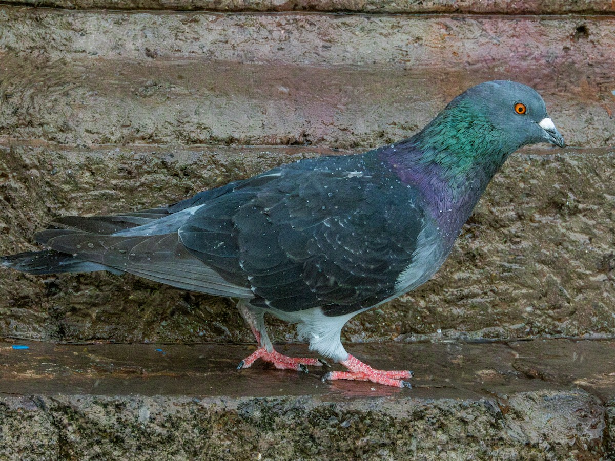 Rock Pigeon (Feral Pigeon) - ML621646769