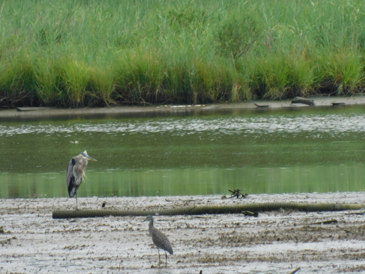 Great Blue Heron - ML621646818