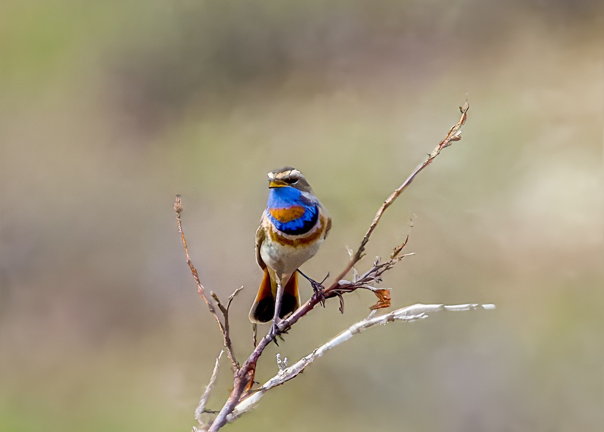 Bluethroat - John Good