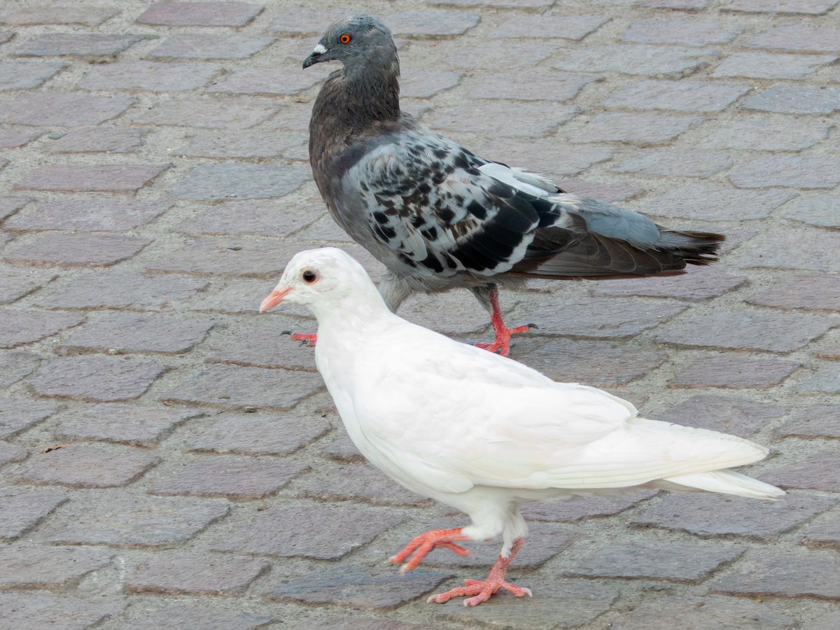 Rock Pigeon (Feral Pigeon) - ML621646837