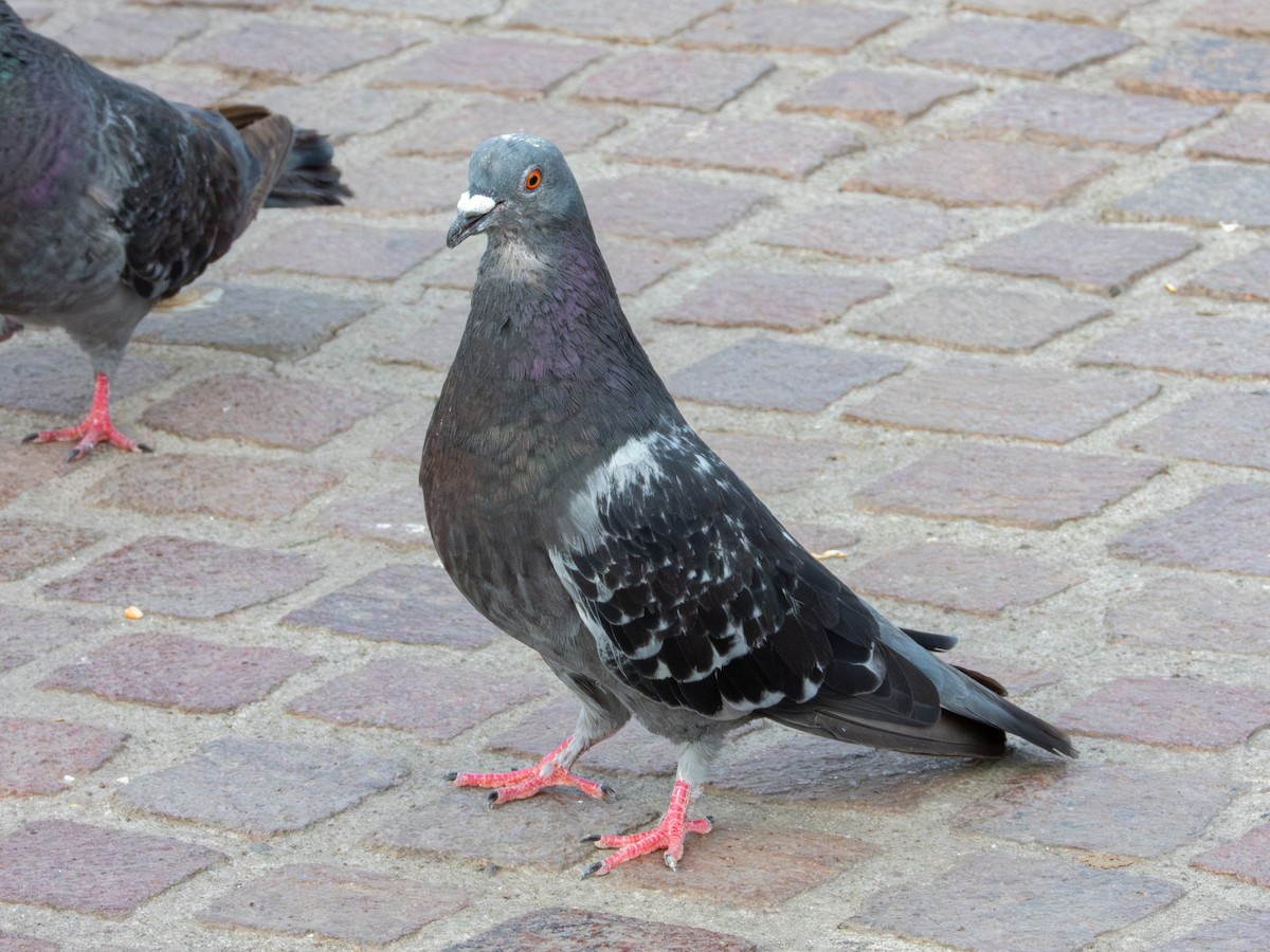 Rock Pigeon (Feral Pigeon) - ML621646840