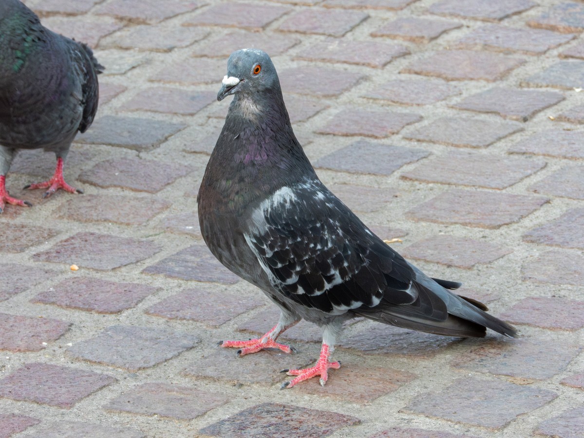 Rock Pigeon (Feral Pigeon) - ML621646841